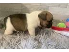 French Bulldog Puppy for sale in Joplin, MO, USA