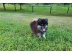 Pomeranian Puppy for sale in Fort Wayne, IN, USA