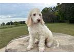 Mutt Puppy for sale in Tulsa, OK, USA