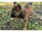 Shiba Inu Puppy for sale in Springfield, MO, USA