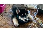 Siberian Husky Puppy for sale in Baton Rouge, LA, USA