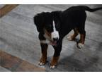 Bernese Mountain Dog Puppy for sale in Mansfield, OH, USA