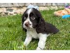 Cocker Spaniel Puppy for sale in Wausau, WI, USA