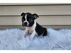 Boston Terrier Puppy for sale in Bloomington, IN, USA