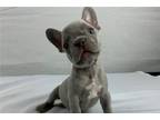 French Bulldog Puppy for sale in Chicago, IL, USA