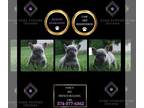 French Bulldog PUPPY FOR SALE ADN-809885 - Fancy AKC