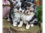 Pomeranian PUPPY FOR SALE ADN-809997 - Pomeranian puppies