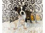 Boston Terrier PUPPY FOR SALE ADN-810019 - Girl boston puppy