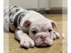 English Bulldog PUPPY FOR SALE ADN-810107 - LILAC MERLE FLUFFY CARRIER