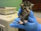 LASAGNE Domestic Shorthair Kitten Male