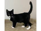 Hershey ~ Available at J&K Mega Pet in Wabash, IN! Domestic Shorthair Kitten