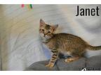 Janet Domestic Shorthair Kitten Female