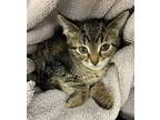 Vega Domestic Shorthair Kitten Female