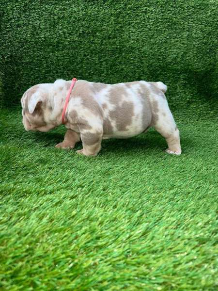 Bulldog Puppy for sale in Jacksonville, AR, USA