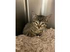 Guava, Domestic Shorthair For Adoption In Clinton, South Carolina