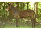 Edward, Donkey/mule/burro/hinny For Adoption In Sharon Center, Ohio