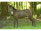 Jacob, Donkey/mule/burro/hinny For Adoption In Sharon Center, Ohio