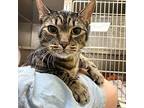 Ethel, Domestic Shorthair For Adoption In Richmond, Virginia