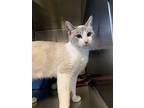 Ahsoka, Siamese For Adoption In Newberg, Oregon