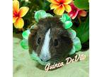 Guinea Devito*, Guinea Pig For Adoption In Pomona, California