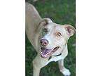 Austin, Labrador Retriever For Adoption In North Hollywood, California