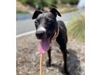 Ellie*, American Pit Bull Terrier For Adoption In Pomona, California