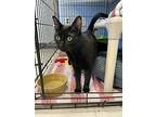 Agnes & Aberdeen, Domestic Shorthair For Adoption In Oakland, New Jersey