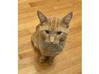 Harry, Domestic Shorthair For Adoption In Palatine, Illinois