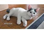 Winston Domestic Shorthair Kitten Male