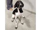Adopt Gracie 2 a German Shorthaired Pointer