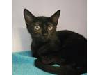Adopt Hecate a Domestic Short Hair
