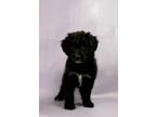 Adopt Betty a Standard Poodle, Border Collie
