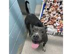 Adopt Fancy Pants a Pit Bull Terrier, Mixed Breed
