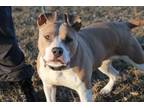 Adopt Melonball a Pit Bull Terrier