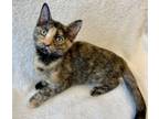 Adopt Reba a Domestic Short Hair