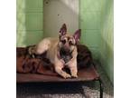 Adopt 24-032/ATHENA a German Shepherd Dog