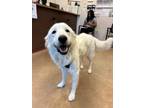 Adopt Betty White a Great Pyrenees, Mixed Breed