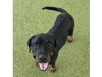 Adopt Gracie a Rottweiler, Mixed Breed