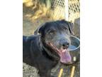 Adopt Marge a Curly-Coated Retriever, Mixed Breed