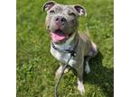 Adopt Pringle a Pit Bull Terrier, Mixed Breed