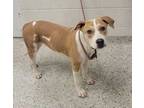 Adopt Arwen a Pit Bull Terrier, Mixed Breed