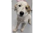 Adopt Zion 965-24 a Great Pyrenees, Mixed Breed