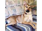 Adopt Addie a Mixed Breed