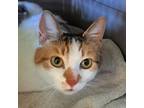 Adopt Peekaboo 8722 a Domestic Short Hair