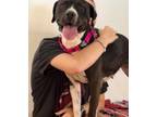 Adopt Cheka Ark the Cuddly Happy Girl a American Staffordshire Terrier