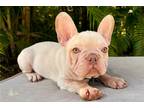 French Bulldog Puppy for sale in Fort Lauderdale, FL, USA