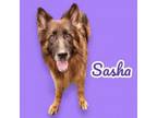 Adopt Sasha a Belgian Shepherd / Tervuren, German Shepherd Dog