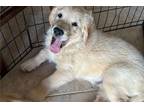 Golden Retriever Puppy for sale in Phoenix, AZ, USA