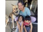 Adopt Lady a German Shepherd Dog