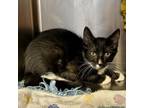 Adopt Catch of the Castaway a Domestic Short Hair